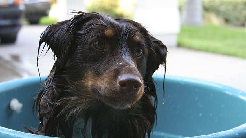 Cosas que (probablemente) no sabías sobre bañar a tu perro